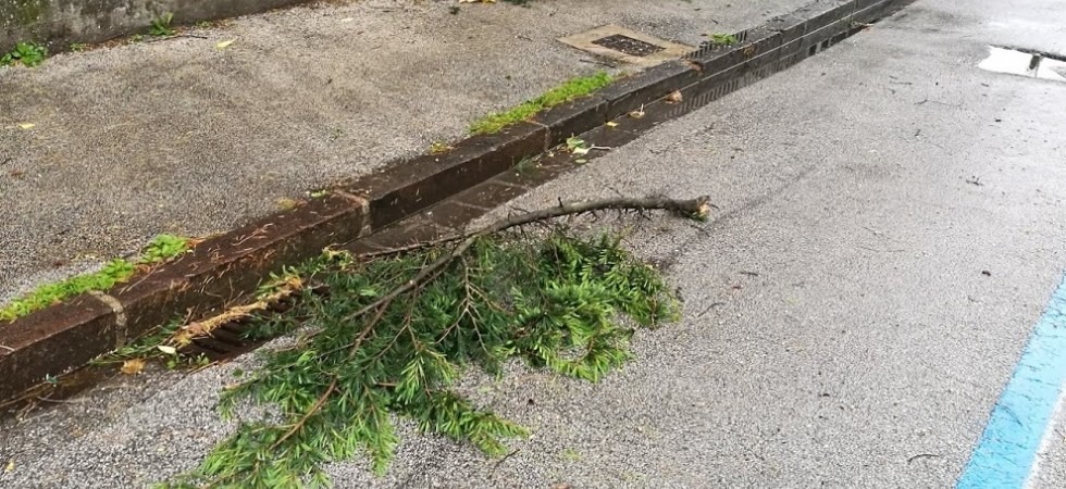 Forti raffiche di vento si abbattono sul Trentino: piante sradicate e case allagate